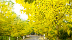 Ratchaphruek : 10 things about Thailand’s National Flower ...