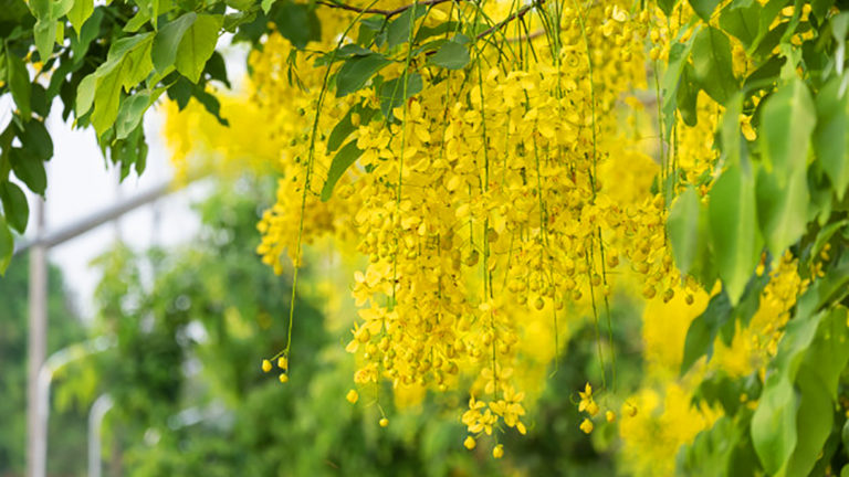 Ratchaphruek : 10 things about Thailand’s National Flower ...