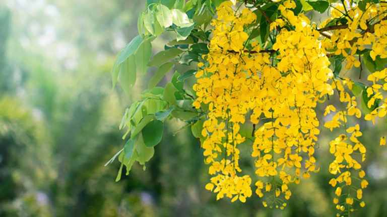 Golden Ratchaphruek Ratchaphruek : 10 things about Thailand’s National Flower ...